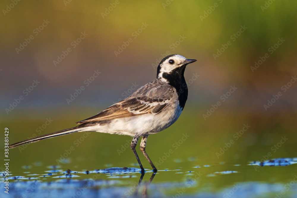 Obraz premium white wagtail stands in the water at sunset