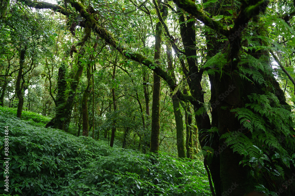 Tropical Rain Forest at Doi Inthanon National Park Chiang Mai Thailand Tropical Rain Forest at Doi Inthanon National Park Chiang Mai Thailand