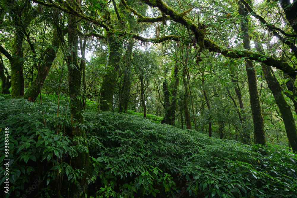 Tropical Rain Forest at Doi Inthanon National Park Chiang Mai Thailand