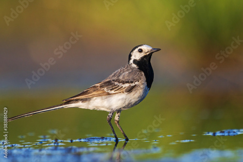 white wagtail stands in the water at sunset