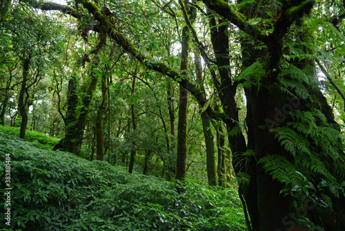 Tropical Rain Forest at Doi Inthanon National Park Chiang Mai Thailand