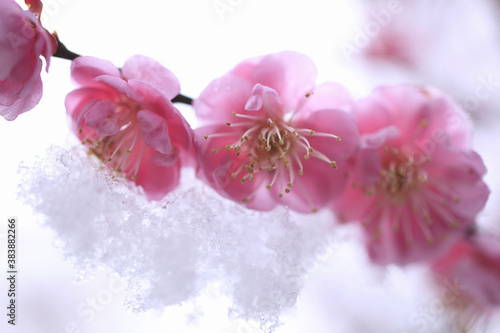 新雪に梅の花