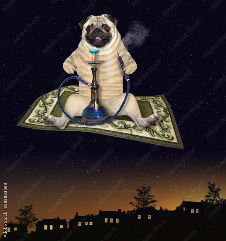A pug dog is flying on a magic carpet and smoking a hookah at night. Stock Photo Adobe Stock