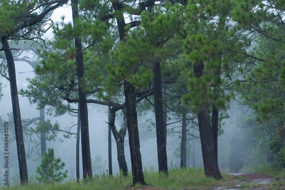 Fototapeta premium pine trees in the fog