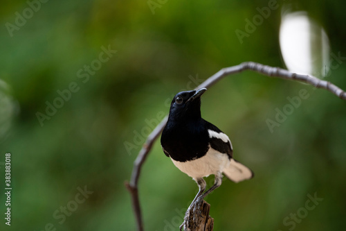 Oriental Magpie - robin