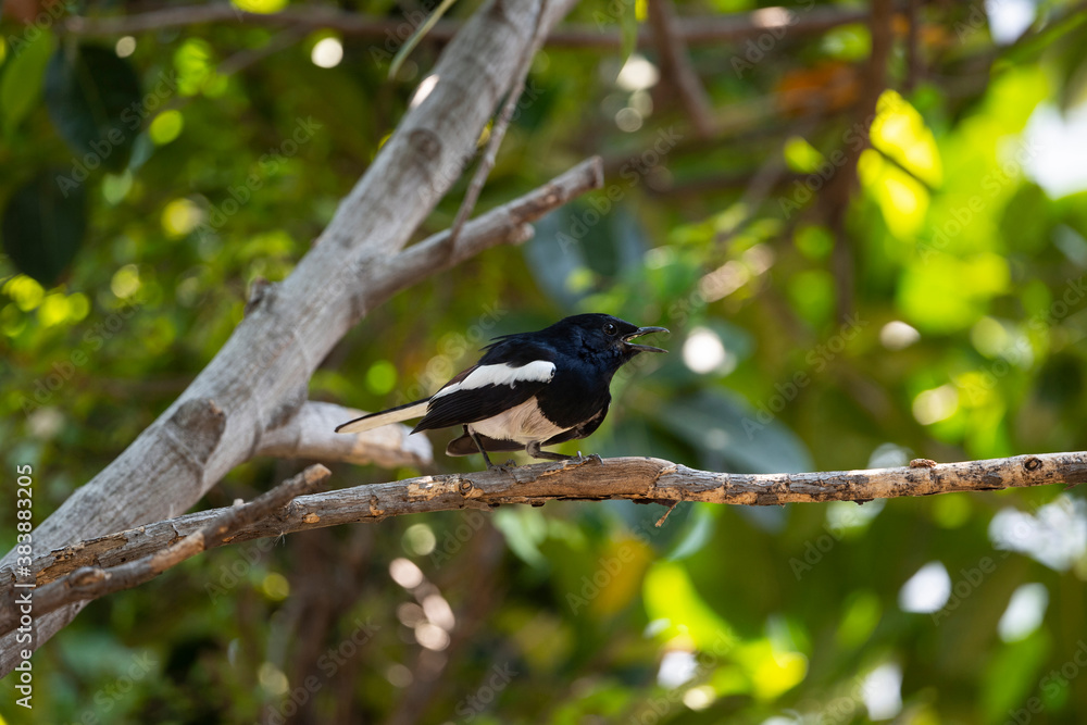 Oriental Magpie Robin