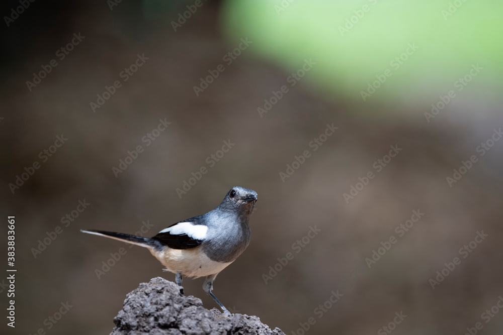 Fototapeta premium Oriental Magpie Robin
