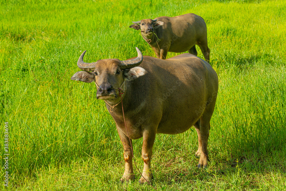 Mammal animal, Thai buffalo in grass field Mammal animal, Thai buffalo in grass field