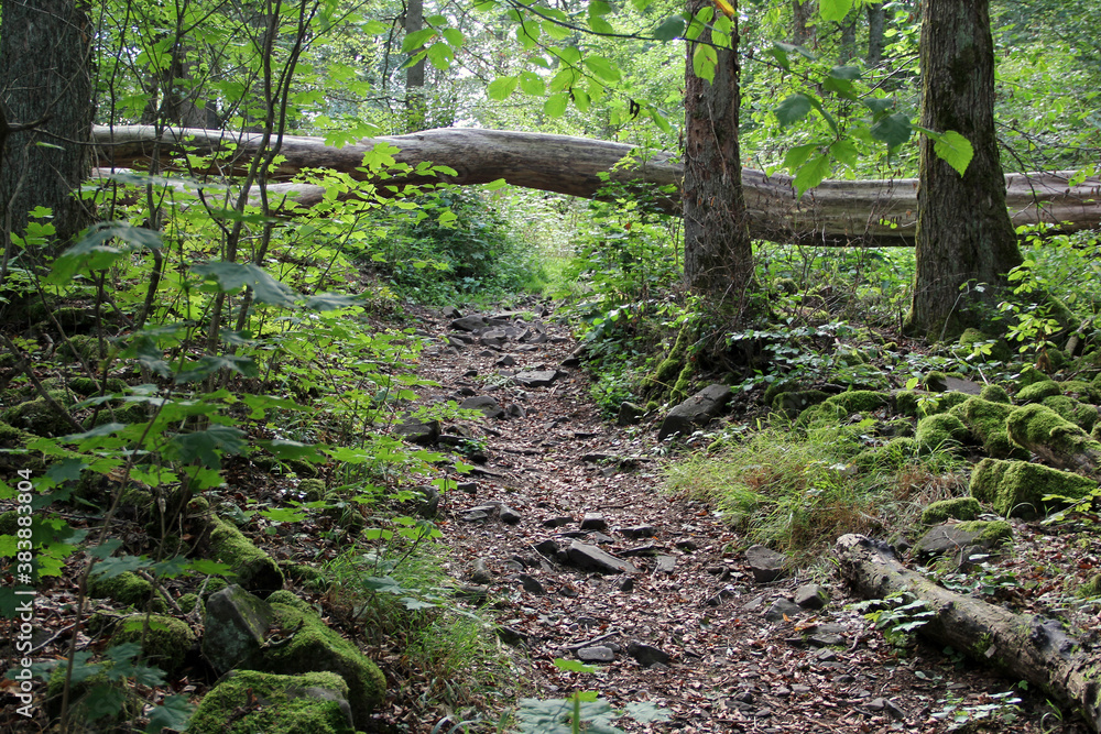 Fototapeta premium Wald auf dem Kleinen Gleichberg in Thüringen