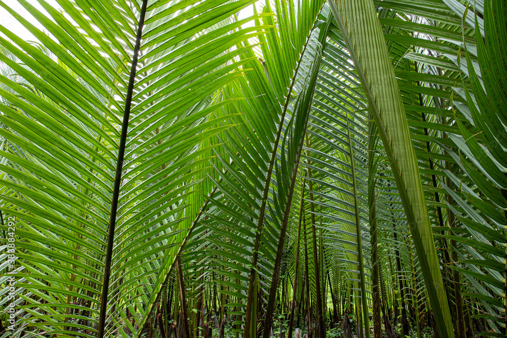 Lush foliage ,Tropical leaves background,jungle leaf Lush foliage ,Tropical leaves background,jungle leaf