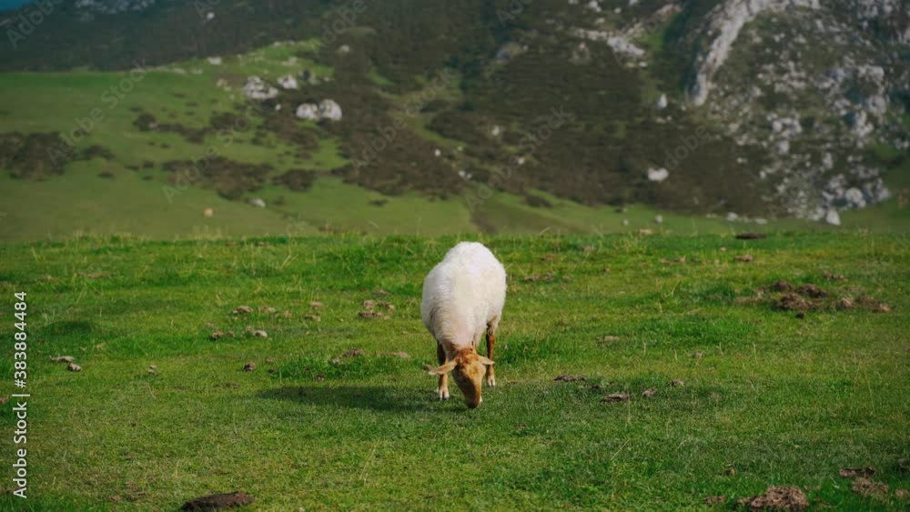 Flock of sheep pasturing on verdant meadow Flock of sheep pasturing on verdant meadow