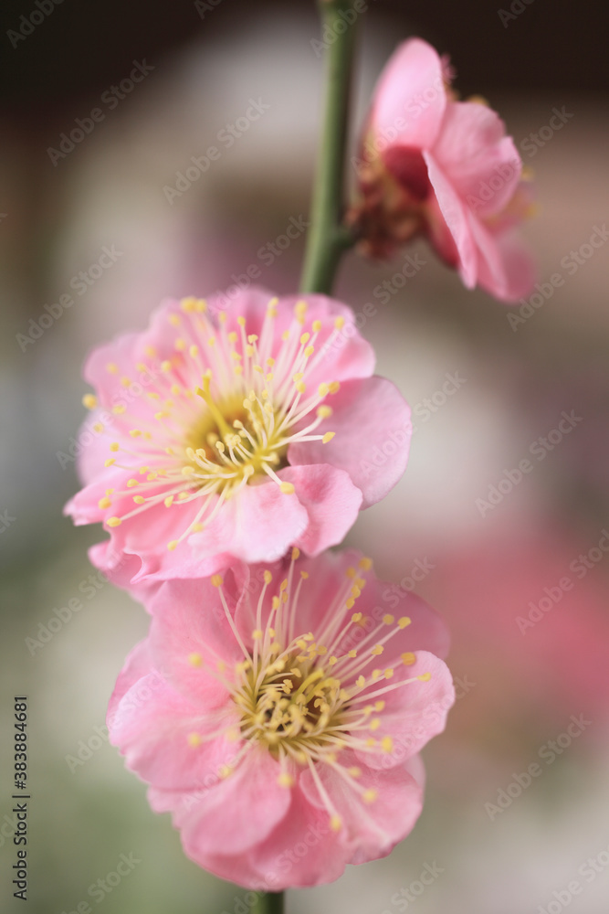 梅の花 梅の花