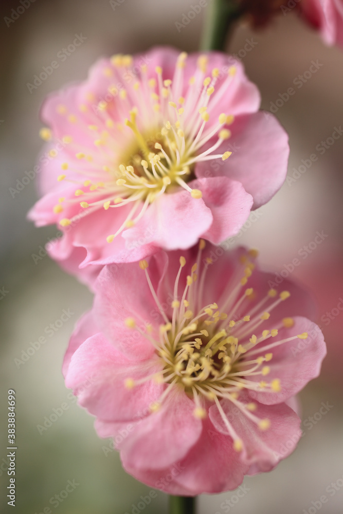 梅の花 梅の花