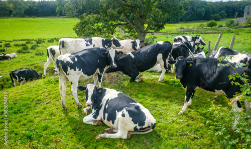 Holstien cows standing in a sunny green field photo