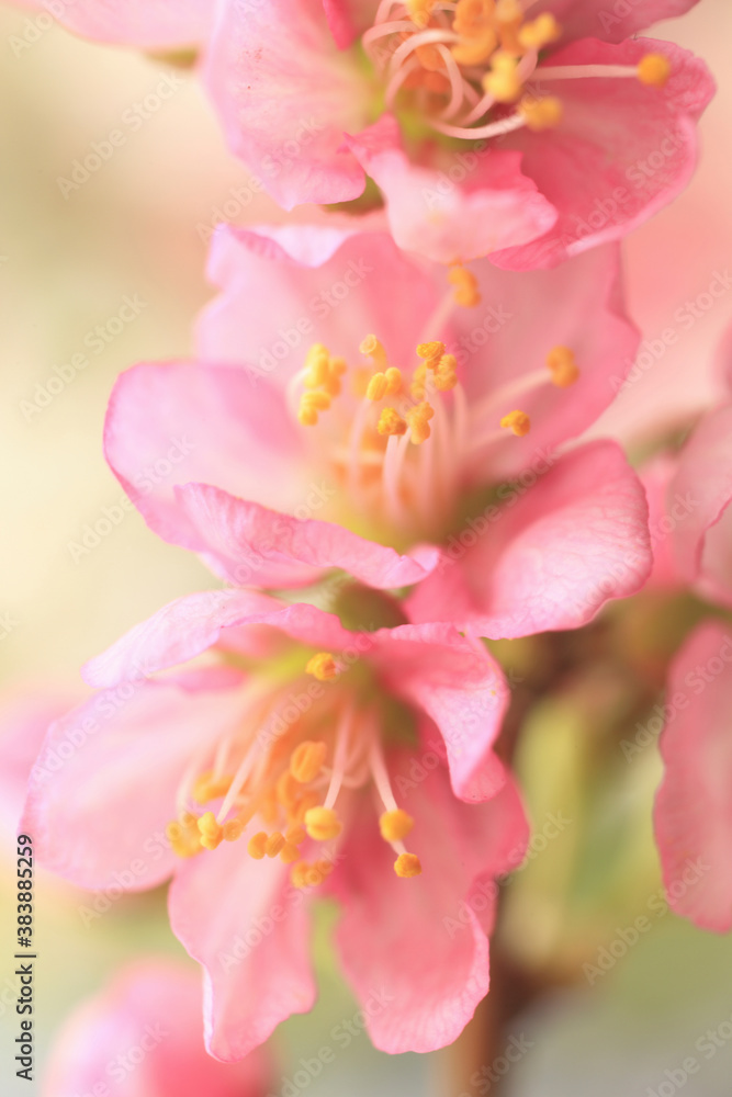 梅の花 梅の花