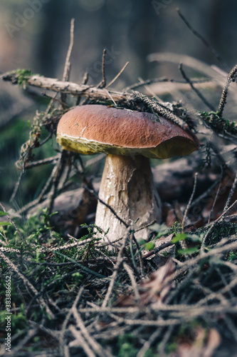 Yellow-cracked bolete covered with withered twigs growing tall. Xerocomus subtomentosus is situated between needles and leaves in the morning light