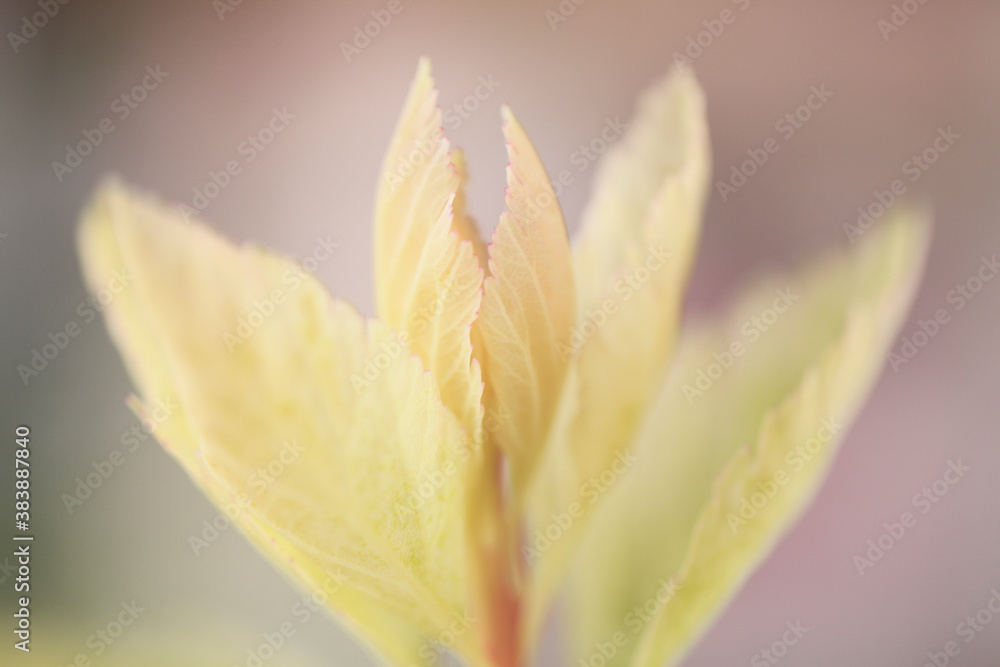 Fototapeta premium 芽吹き