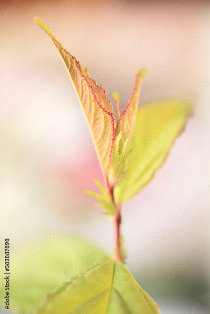 芽吹き 芽吹き