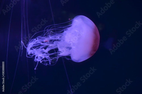 Jellyfish