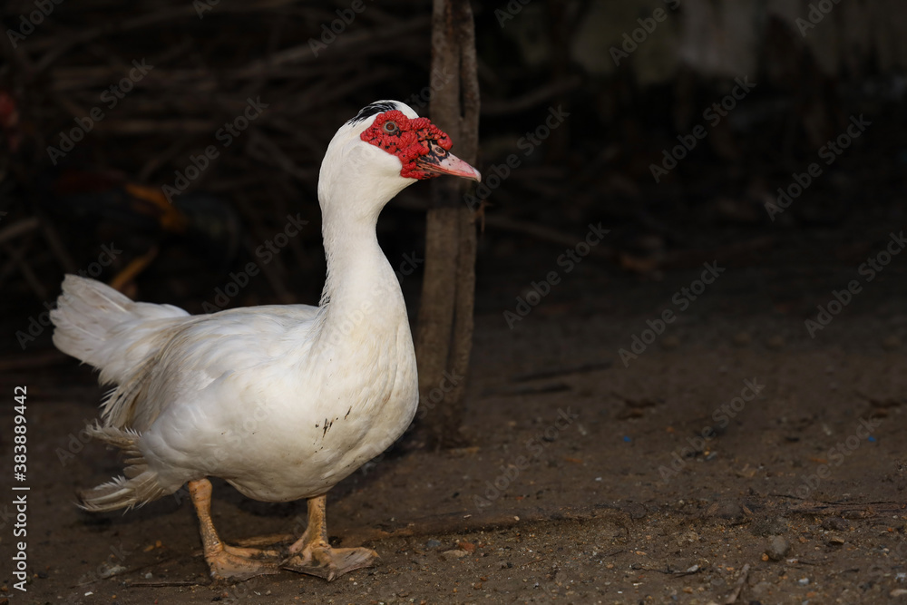 Obraz premium White duck is stay in the garden at thailand