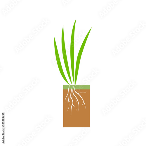 Plant with roots. Lawn aeration stage illustration. Lawn grass. Process of aeration isolated on white background. photo