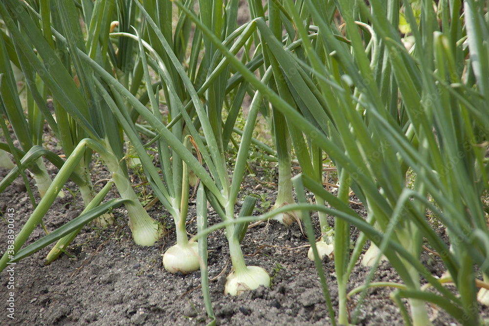 Obraz premium たまねぎ