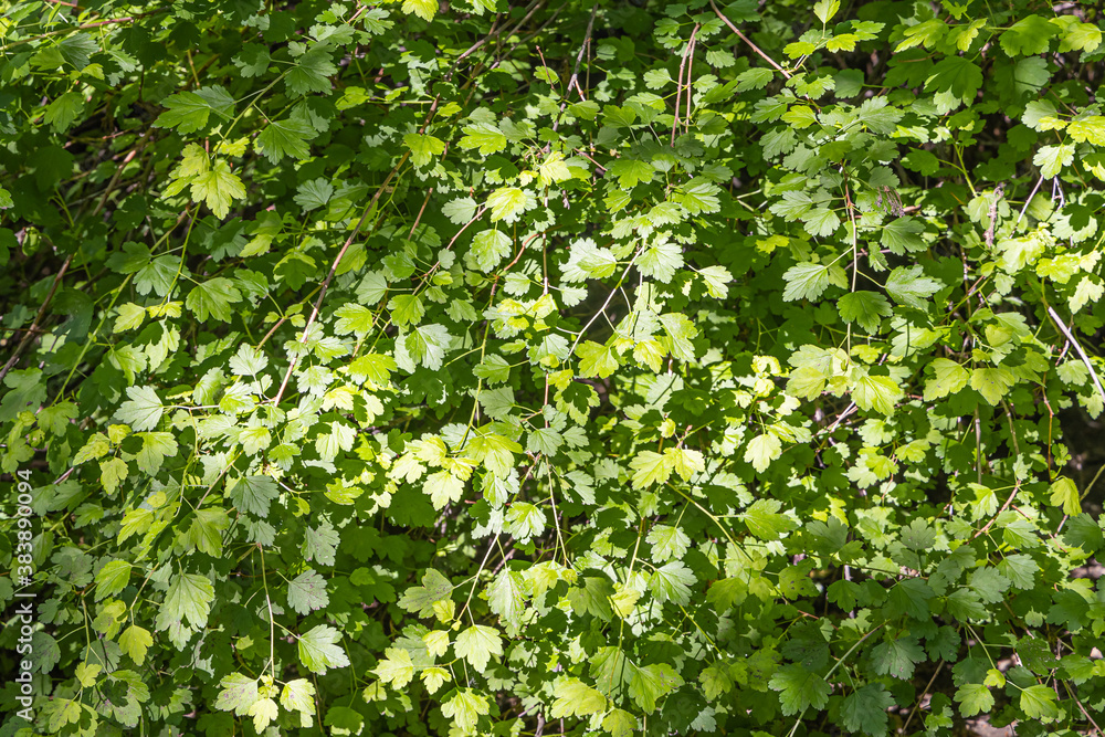 Branches of Gold-leaved Alpine Currant with green leaves and buds are in summer