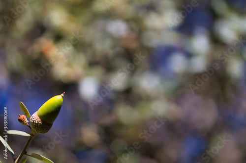 acorn in autumn field
