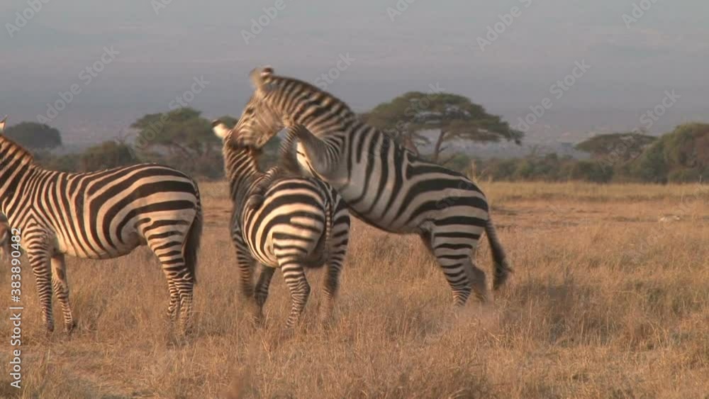 two zebras fighting and a third comes to seperate the fighters two zebras fighting and a third comes to seperate the fighters