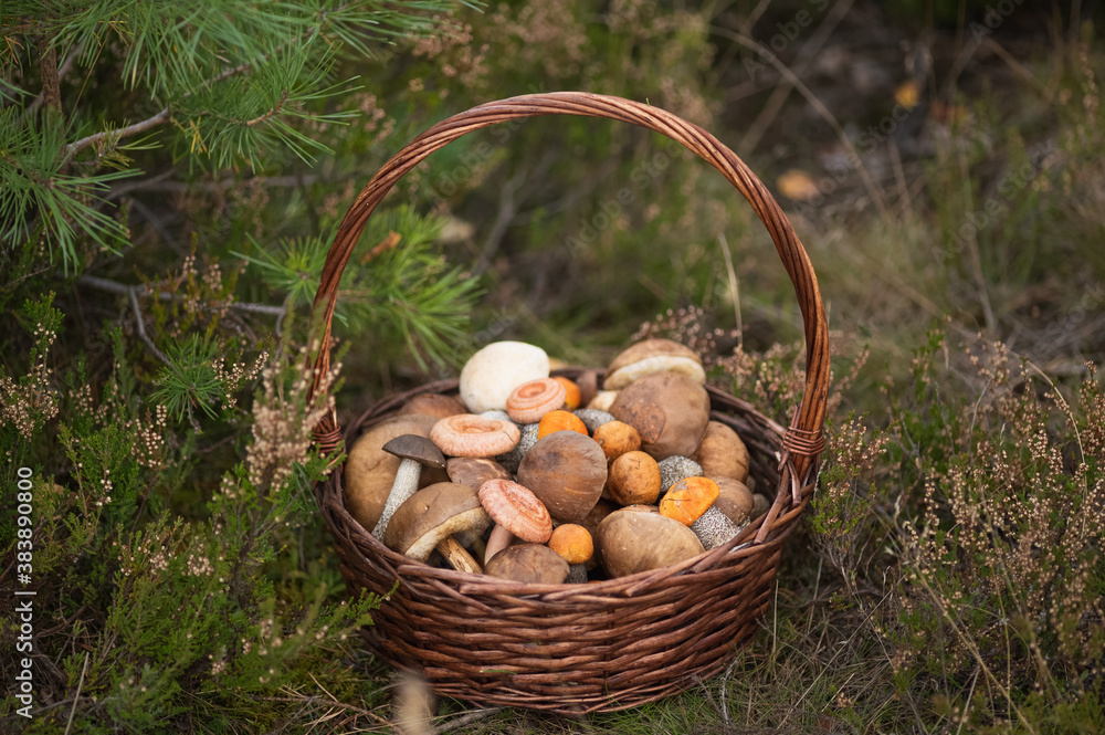 A wicker basket full of fresh autumn mushrooms. A wicker basket full of fresh autumn mushrooms.