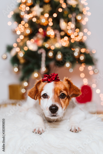 cute jack russell dog at home by the christmas tree with red present lace ornament on head