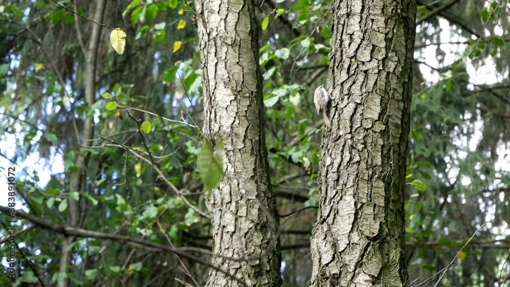 The common pika climbs a tree in the forest. The common pika climbs a tree in the forest.