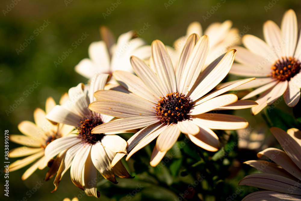 Obraz premium white daisy flower