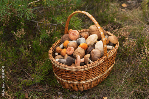 A wicker basket full of fresh autumn mushrooms.