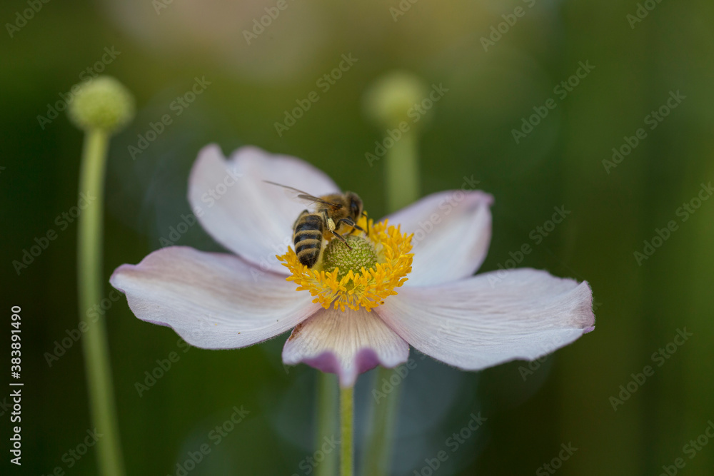 Flower and unripe seedheads Anemone hupehensis var. japonica (Japanese anemones). apanese thimbleweed (Anemone hupehensis) in a garden. Flower and unripe seedheads Anemone hupehensis var. japonica (Japanese anemones). apanese thimbleweed (Anemone hupehensis) in a garden.