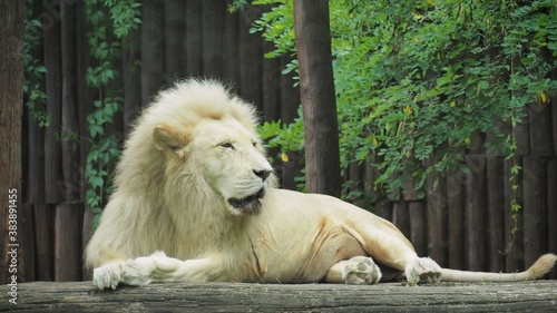 Obraz na plátně A white lion sits tired on a stone.