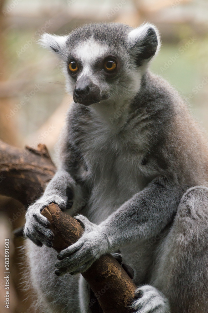 Obraz premium portrait of a Ring-Tailed Lemur (Lemur Catta)