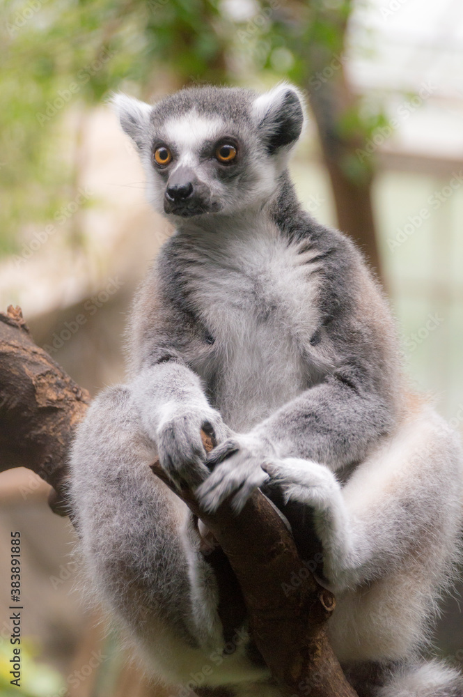 Obraz premium portrait of a Ring-Tailed Lemur (Lemur Catta)