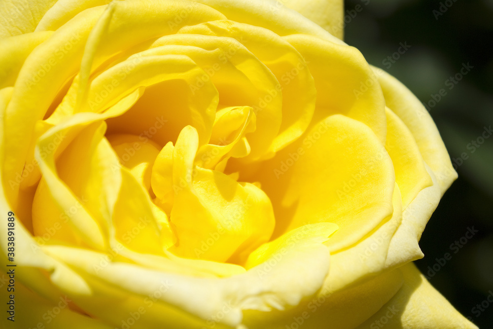 バラの花のアップ バラの花のアップ