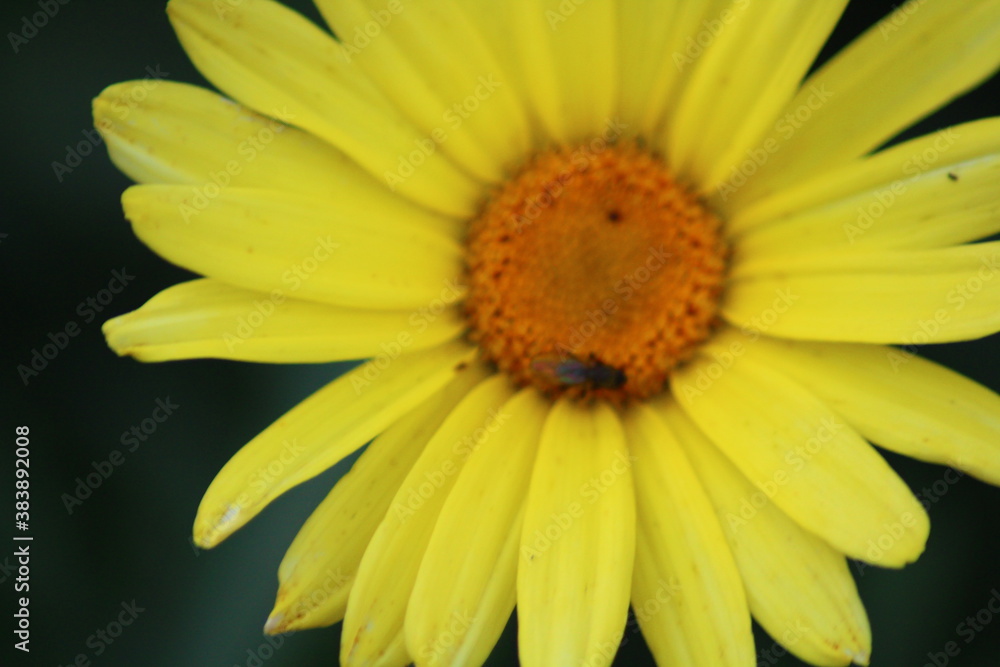 Macro Macro