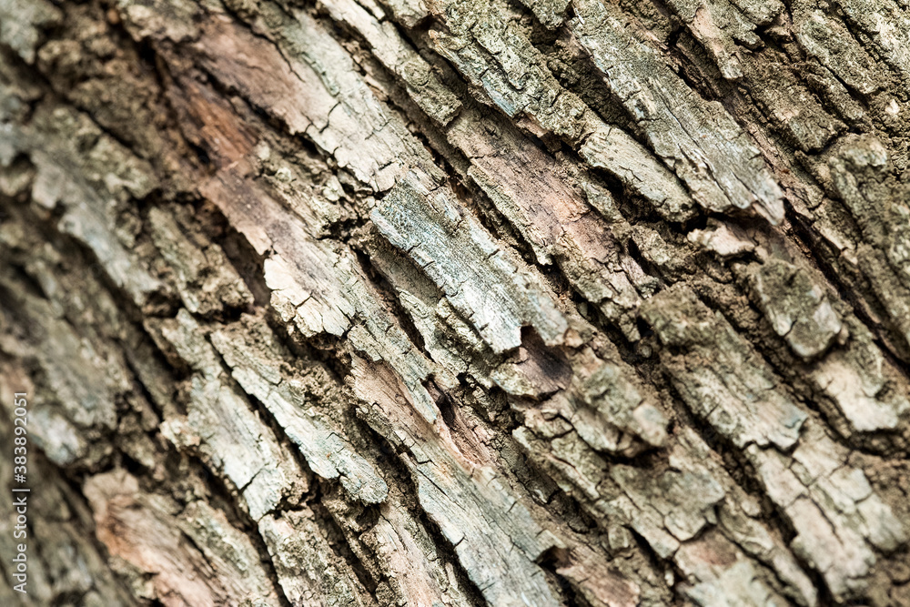 Detail of the texture of an old olive tree trunk Detail of the texture of an old olive tree trunk