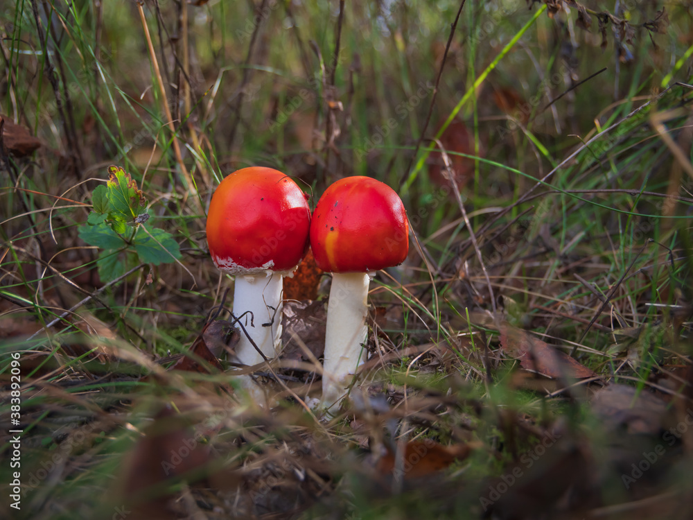 Closeup of two small red fly agaric mushrooms (fly amanita or amanita muscaria) in the grass in forest Closeup of two small red fly agaric mushrooms (fly amanita or amanita muscaria) in the grass in forest