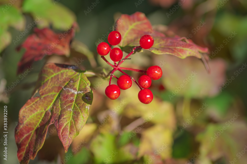 Colorful cluster of ripe and red guelder rose berries with red and green leaves on sunny autumn day
Colorful cluster of ripe and red guelder rose berries with red and green leaves on sunny autumn day