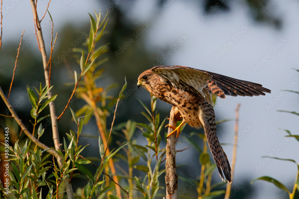 Obraz premium Common Kestrel (Falco innunculus) sitting on a branch in the Netherlands