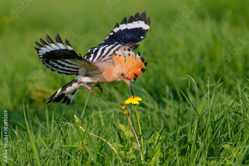 Eurasian hoopoe (Upupa epops) flying while searching for food in the Netherlands