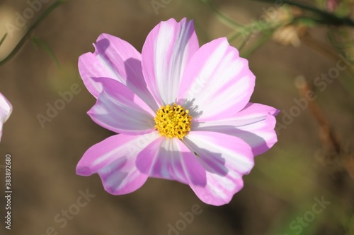 Cosmos bipinatus © carolle