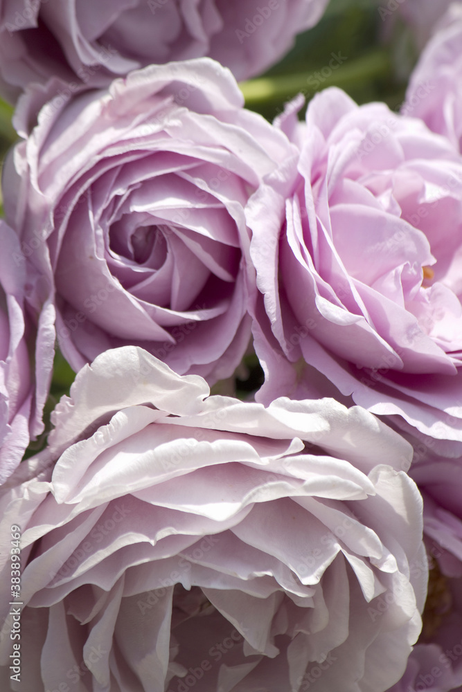 バラの花のアップ バラの花のアップ