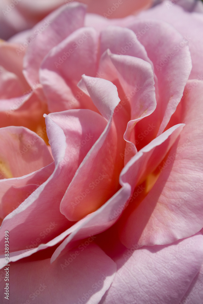 バラの花のアップ バラの花のアップ