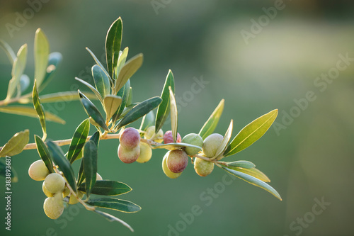 Arbequina olive branches blurred background photo