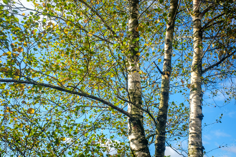 Fototapeta premium green leaves from the trees under a bright blue sky